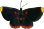 butterfly clipart