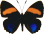 Butterfly ClipArt