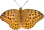 butterfly clipart