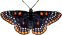 butterfly clipart