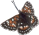 butterfly clipart