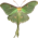 butterfly clipart