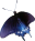 butterfly clipart