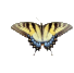 butterfly clipart