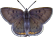 butterfly clipart