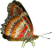 butterfly clipart