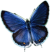 butterfly clipart