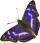 butterfly clipart