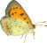 butterfly clipart