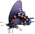 butterfly clipart