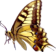 butterfly clipart