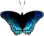 butterfly clipart