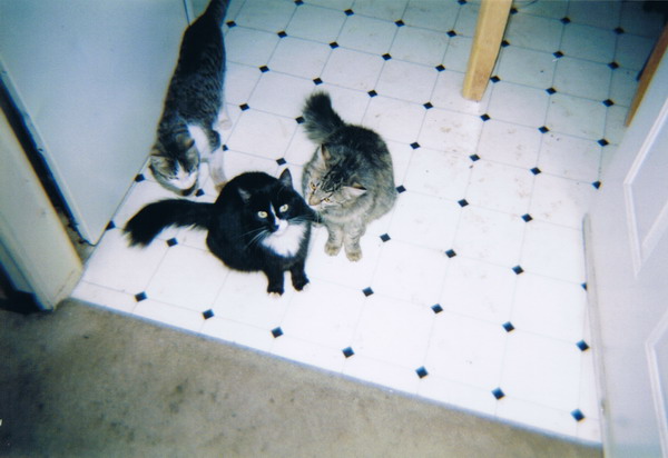 picture of some of the cats at my house